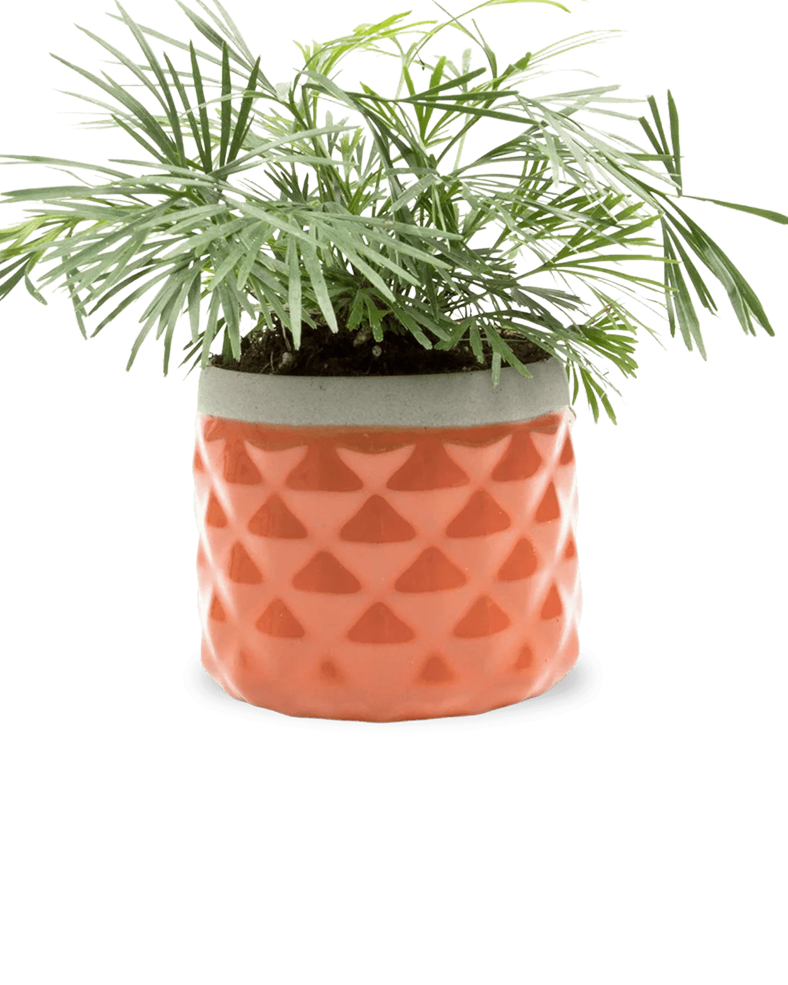 Pina Ceramic Succulent Planter Pot - Image 7