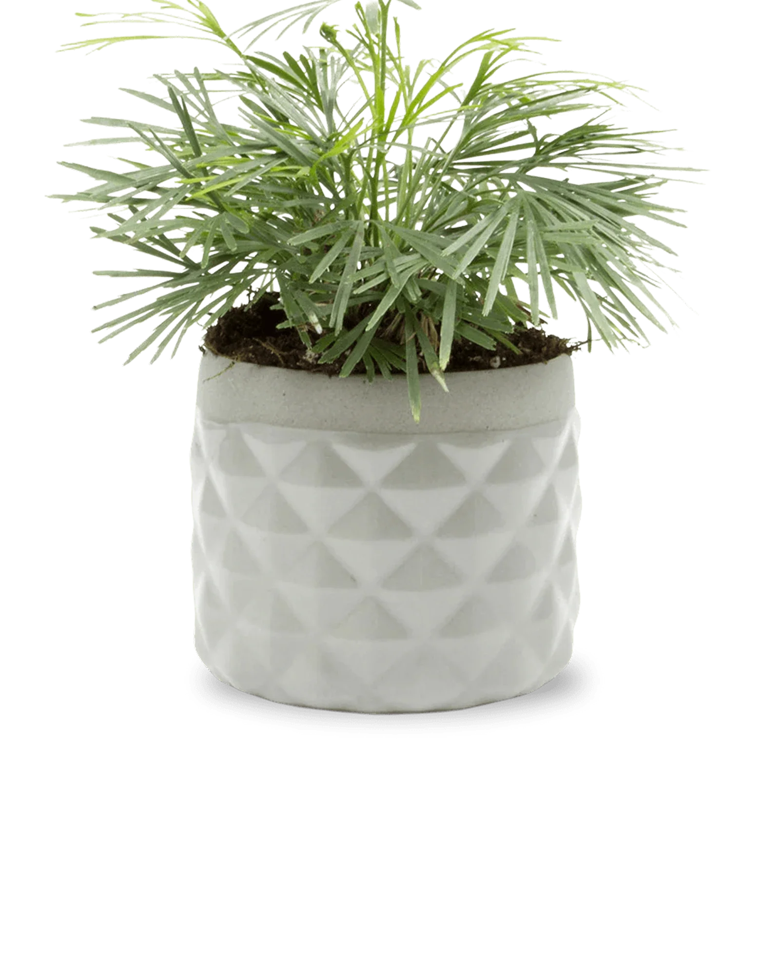 Pina Ceramic Succulent Planter Pot - Image 9