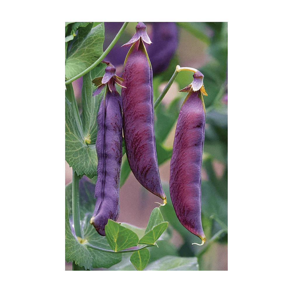 Purple Peas Vegetable Seeds Packet - Image 3