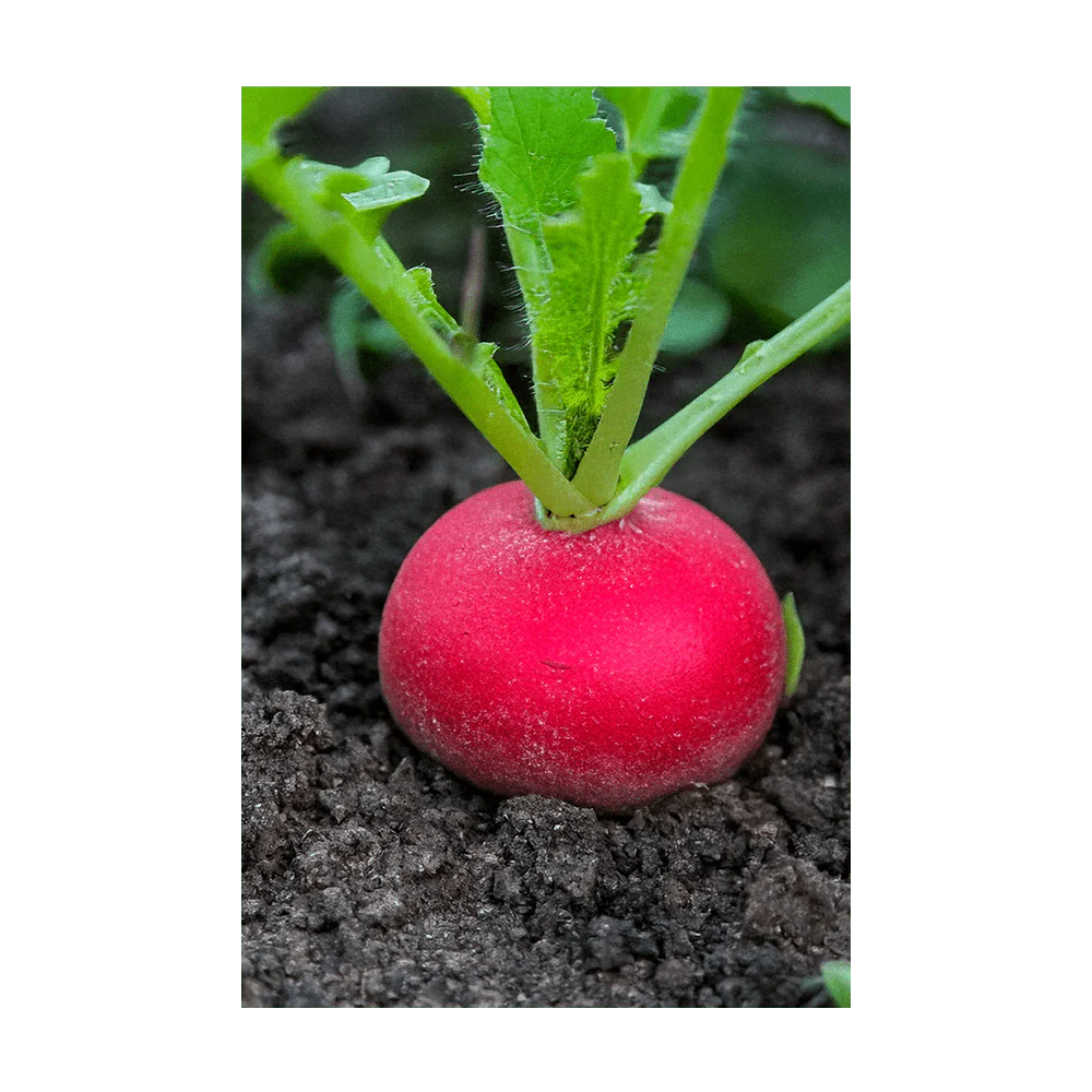 Radish Vegetable Seeds Packet - Image 3
