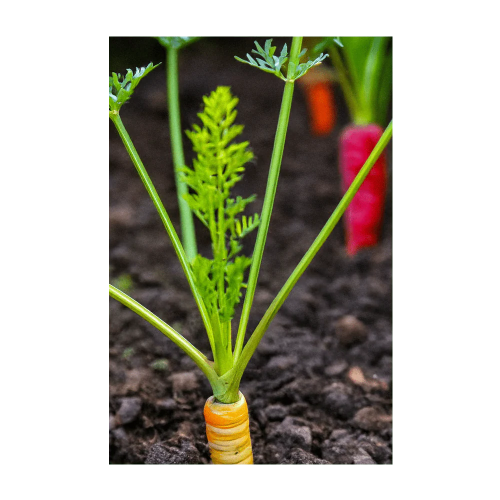Rainbow Carrot Vegetable Seeds Packet - Image 3