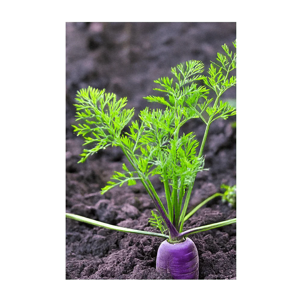 Rainbow Carrot Vegetable Seeds Packet - Image 4