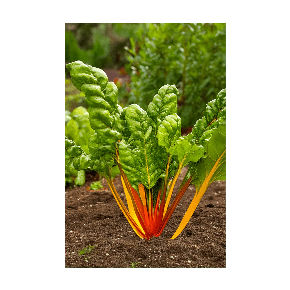 Rainbow Chard Vegetable Seeds Packet - Image 3