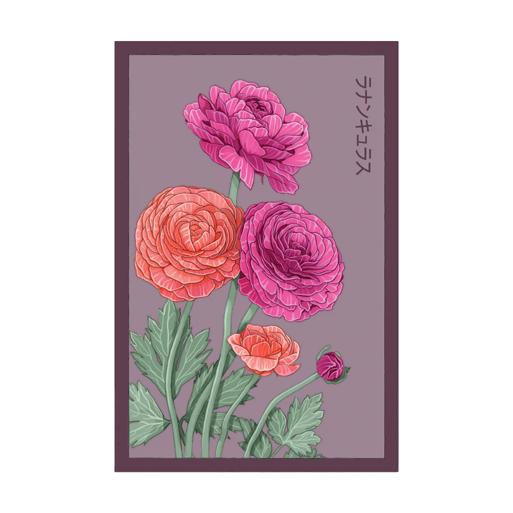 Ranunculus Flower Seeds Packet