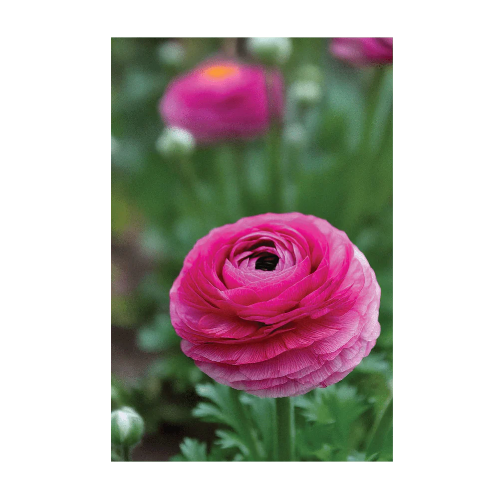 Ranunculus Flower Seeds Packet - Image 3