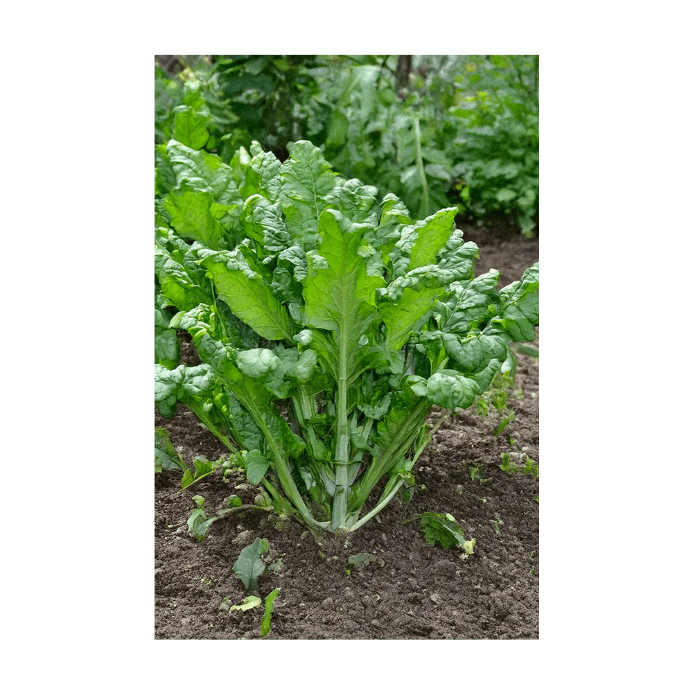 Rapini Vegetable Seeds Packet - Image 3
