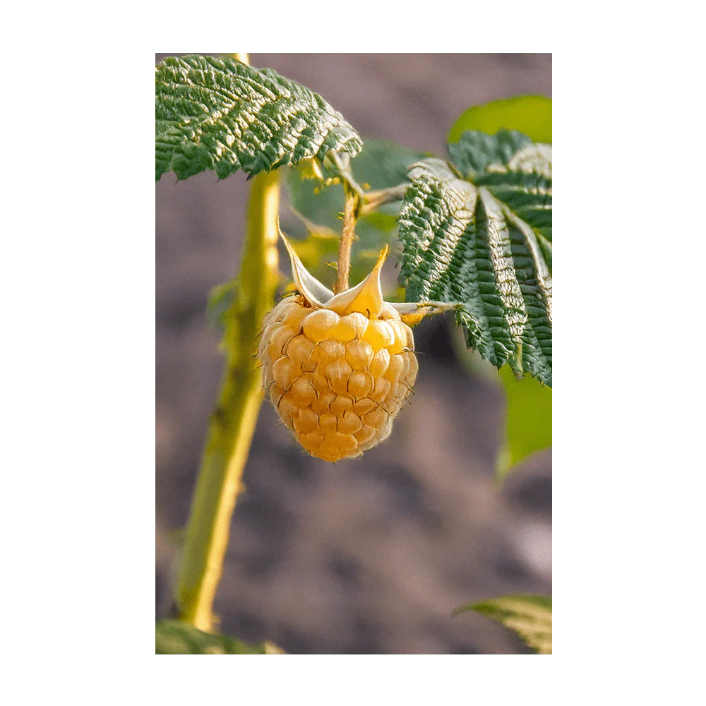 Raspberry Fall Gold Fruit & Berry Seeds Packet - Image 3