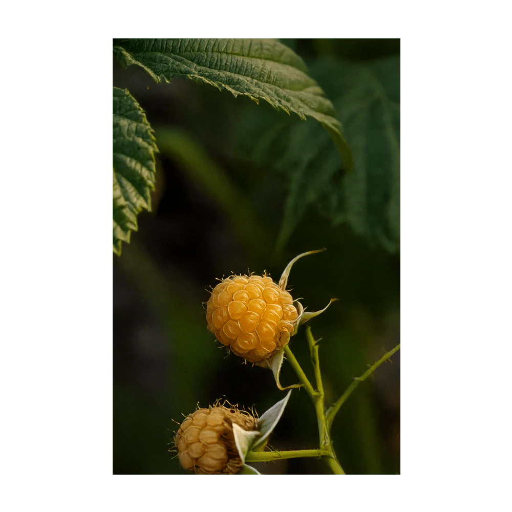 Raspberry Fall Gold Fruit & Berry Seeds Packet - Image 4
