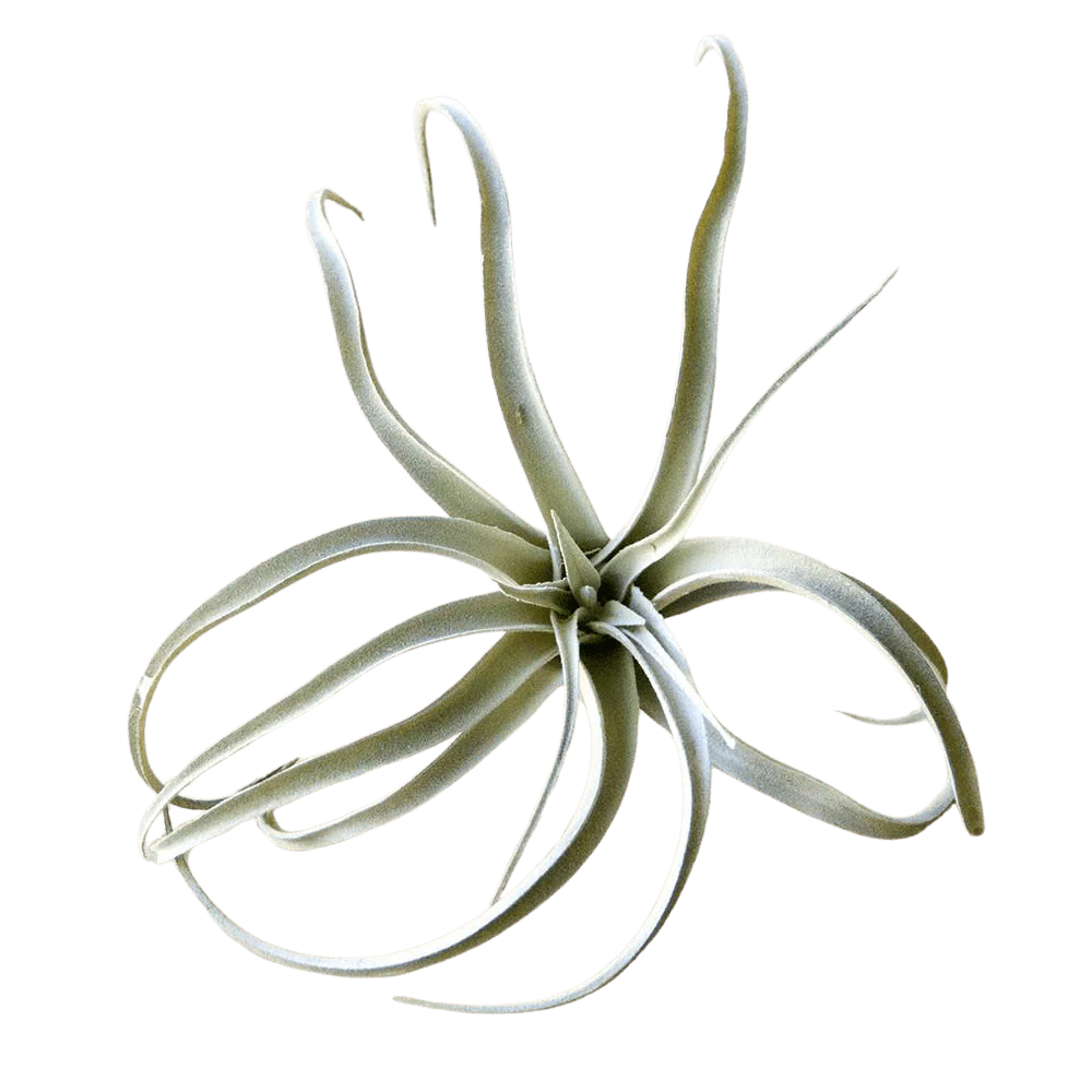 Air Plant Fake Lifelike Realistic Unkillable! - Image 10