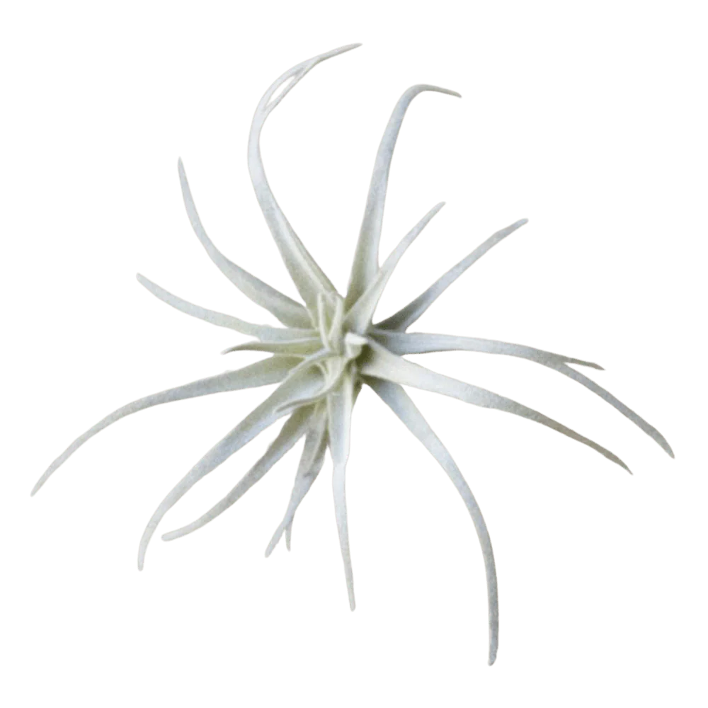 Air Plant Fake Lifelike Realistic Unkillable! - Image 3