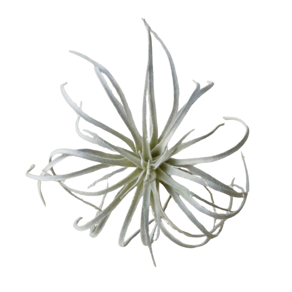 Air Plant Fake Lifelike Realistic Unkillable! - Image 4