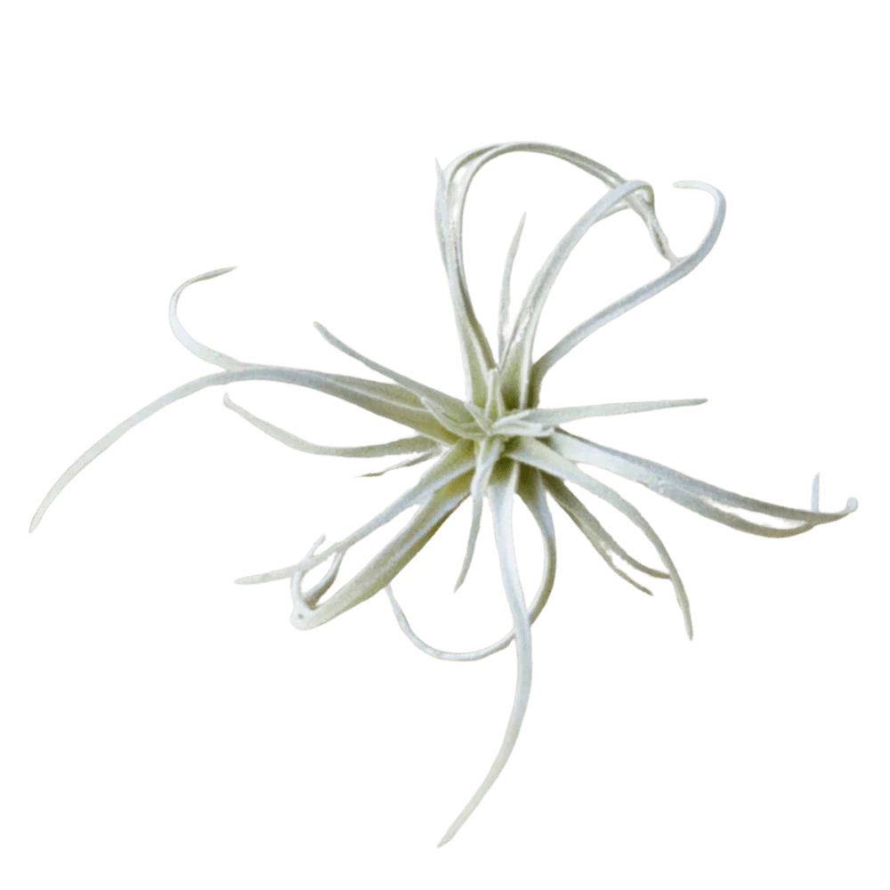 Air Plant Fake Lifelike Realistic Unkillable! - Image 6