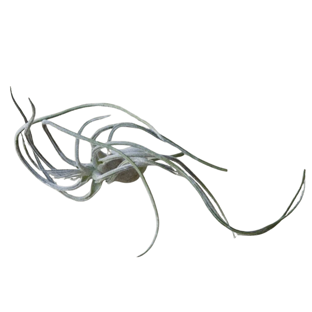 Air Plant Fake Lifelike Realistic Unkillable! - Image 7