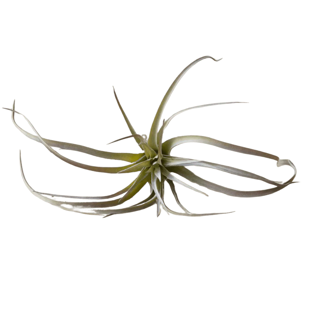 Air Plant Fake Lifelike Realistic Unkillable! - Image 8