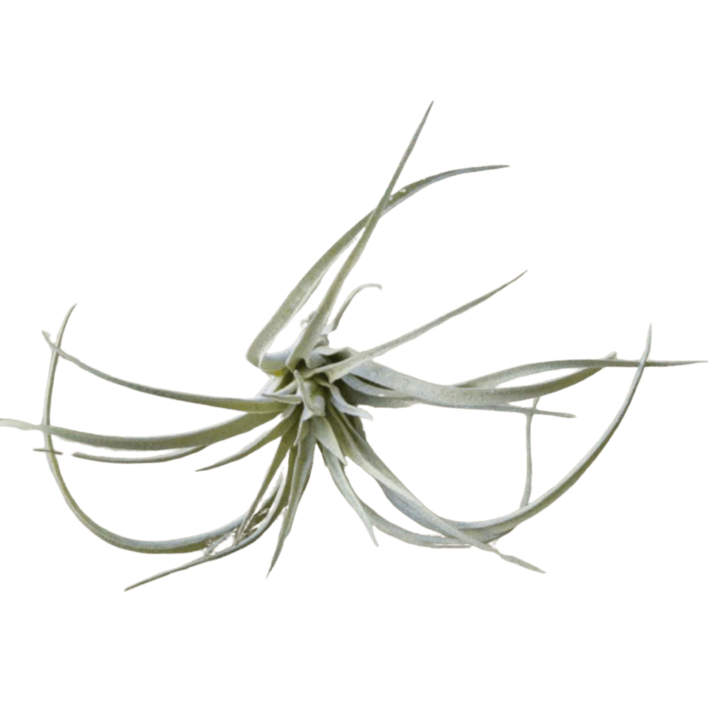 Air Plant Fake Lifelike Realistic Unkillable! - Image 9