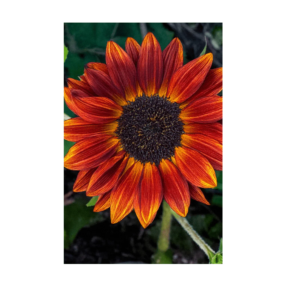 Red Sunflower Flower Seeds Packet - Image 3