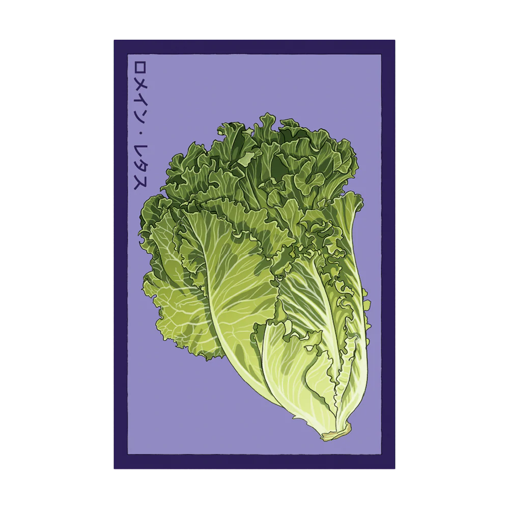Romaine Lettuce Vegetable Seeds Packet