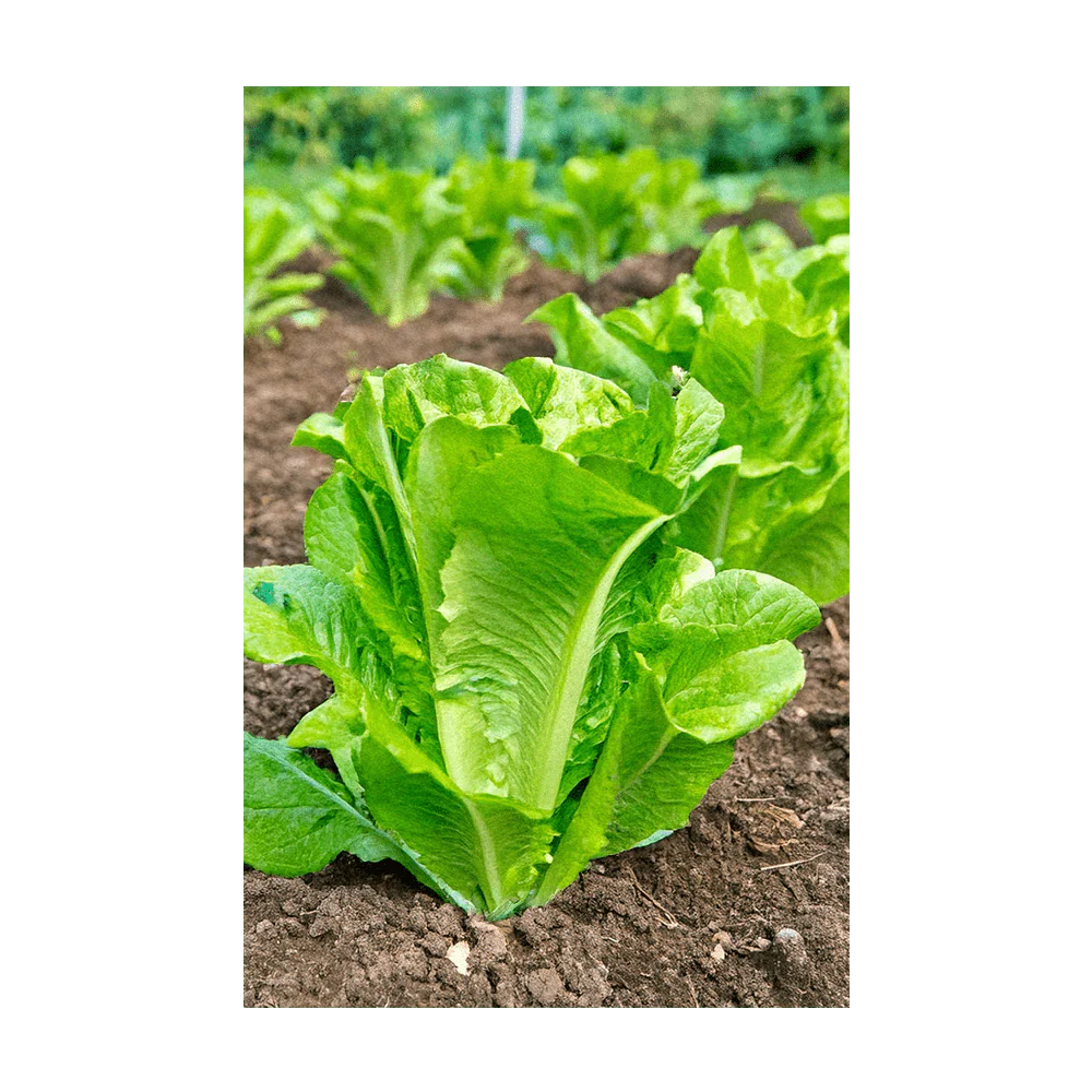 Romaine Lettuce Vegetable Seeds Packet - Image 3