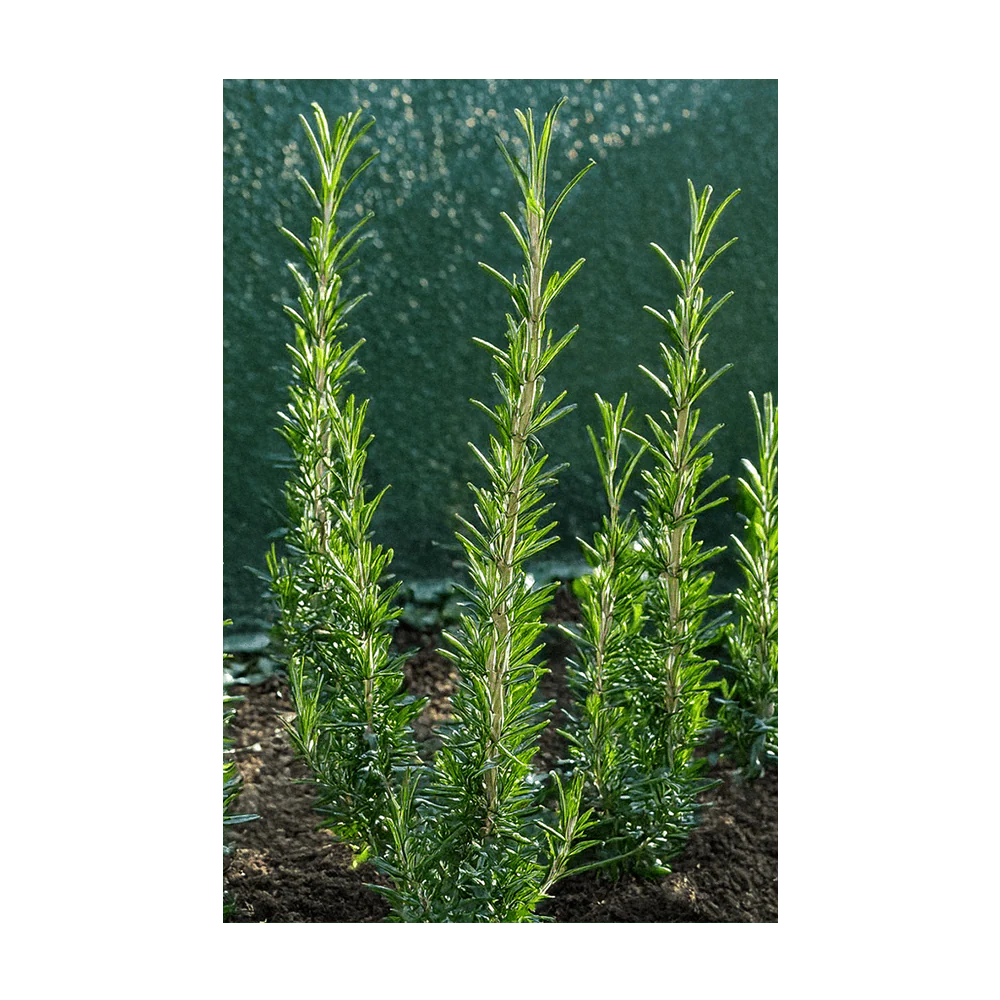 Rosemary Herb Seeds Packet - Image 3
