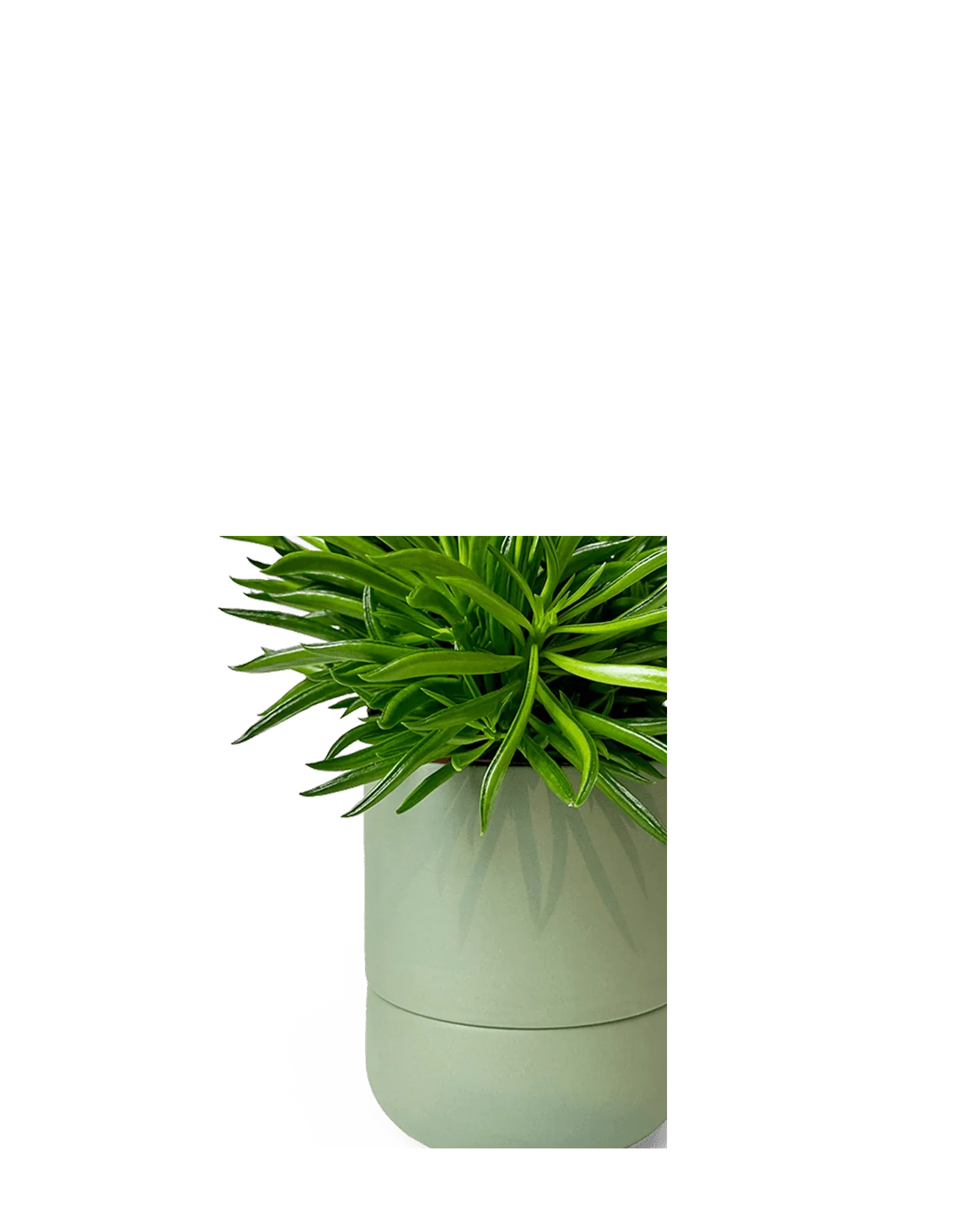 Ryan Self-Watering Plant Pots - Image 10