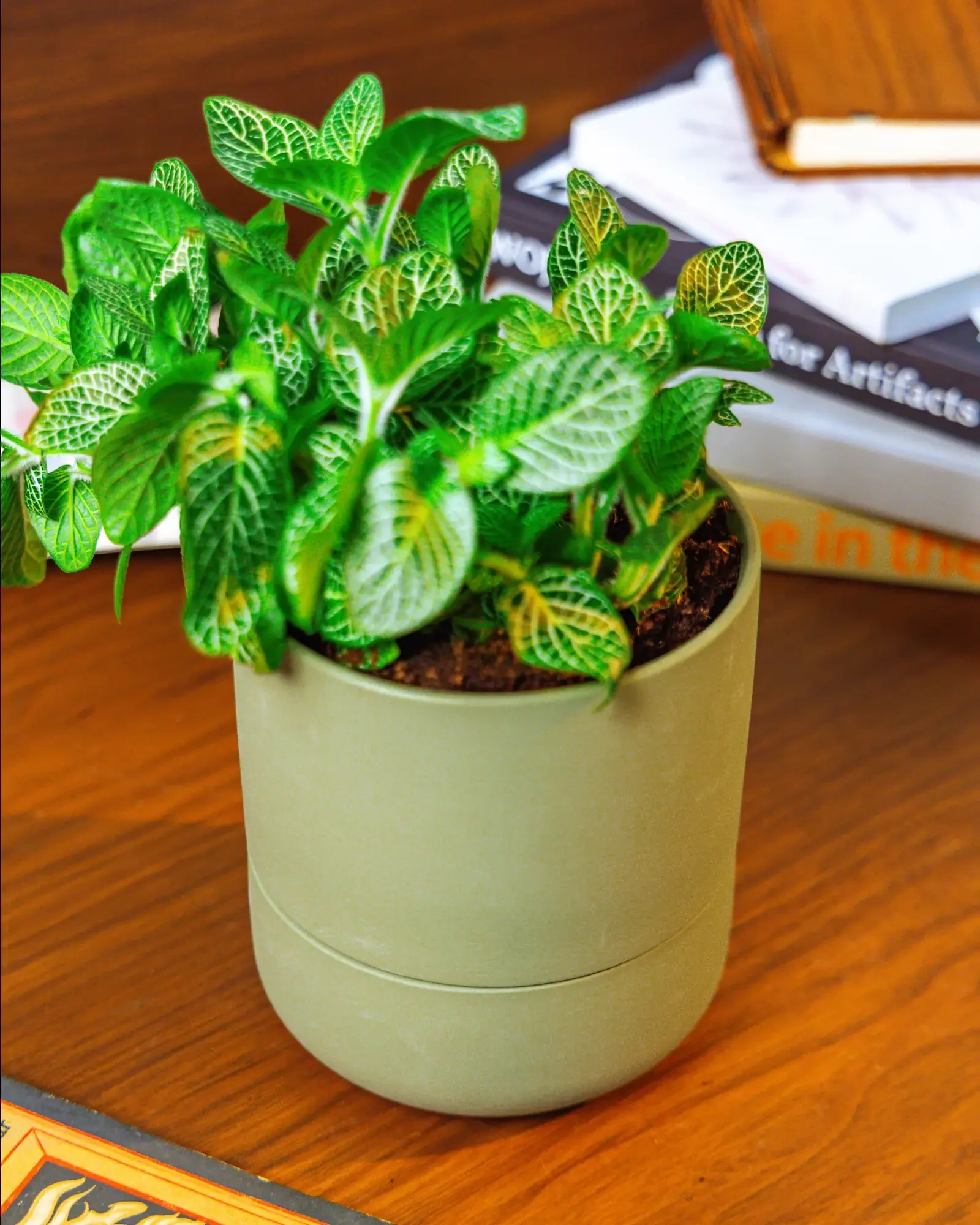 Ryan Self-Watering Plant Pots - Image 12