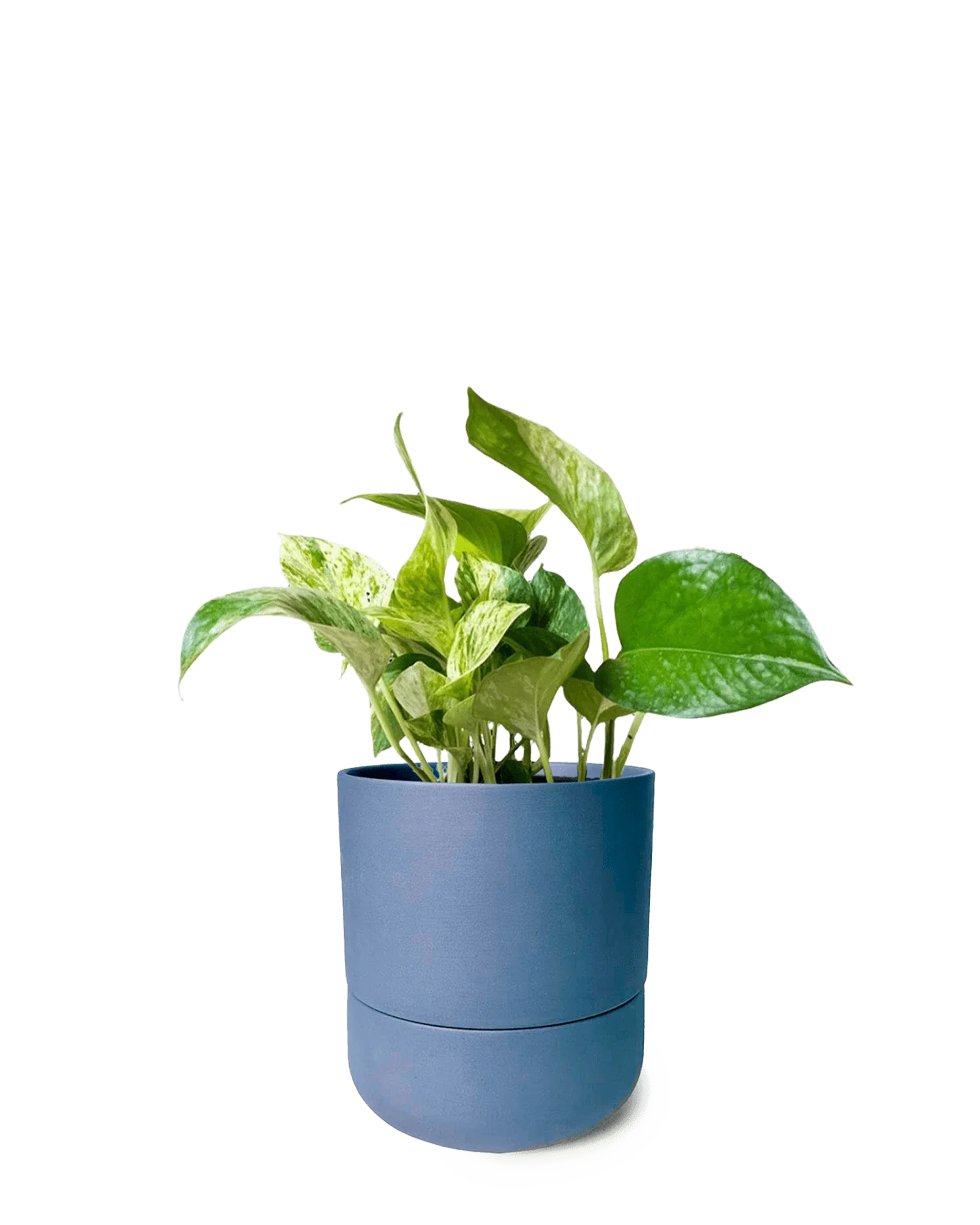 Ryan Self-Watering Plant Pots - Image 13