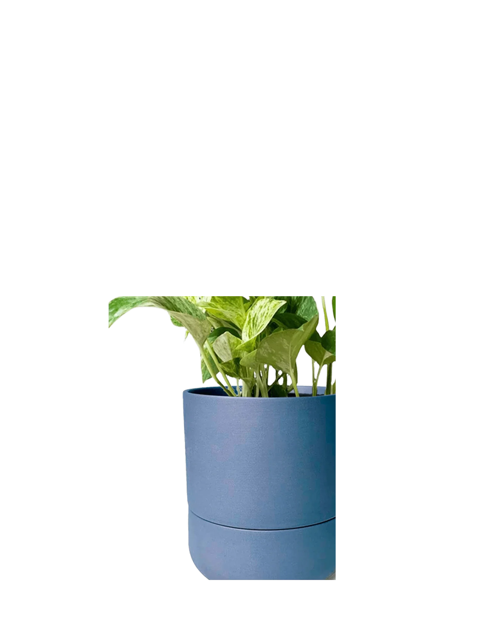 Ryan Self-Watering Plant Pots - Image 15