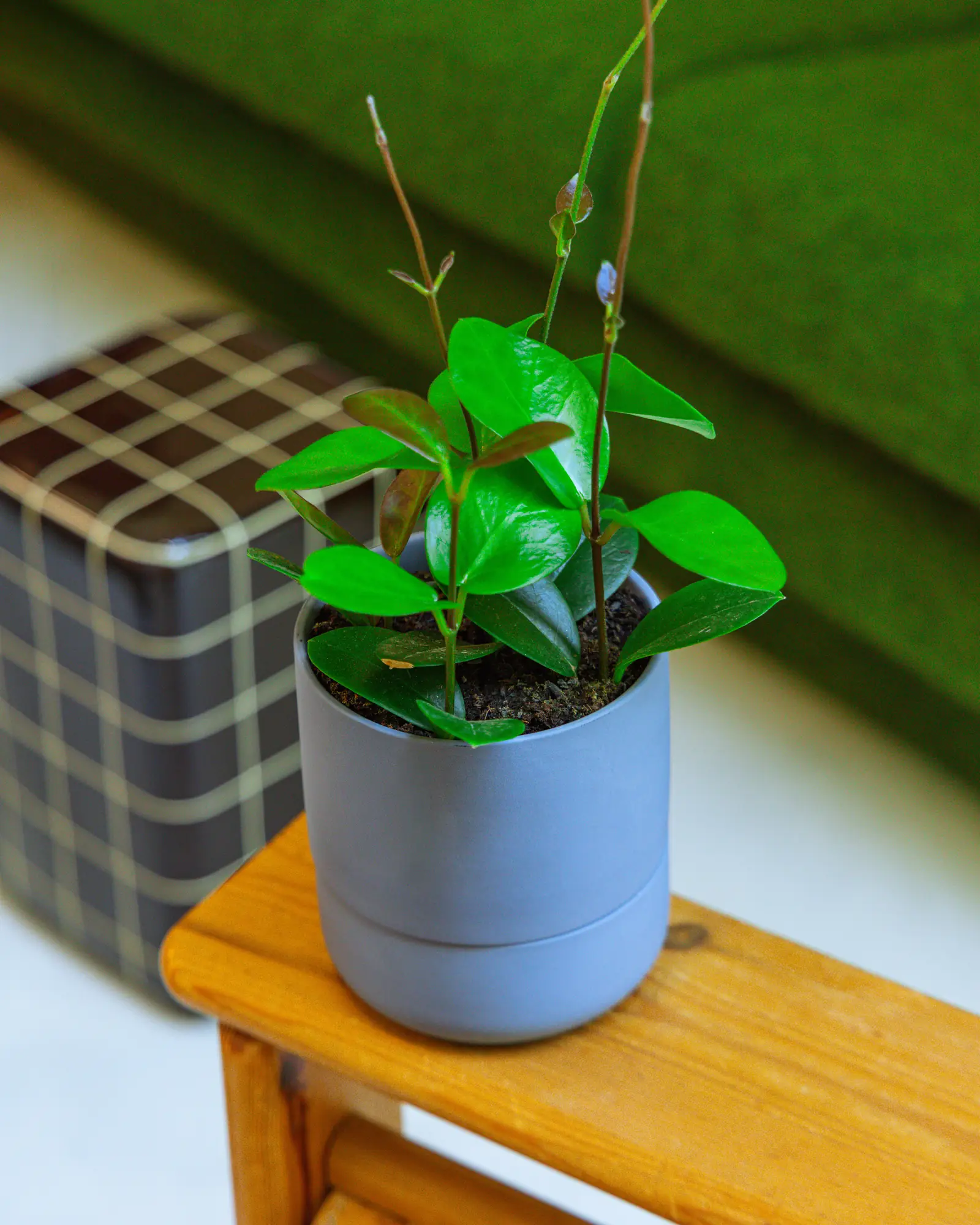 Ryan Self-Watering Plant Pots - Image 17