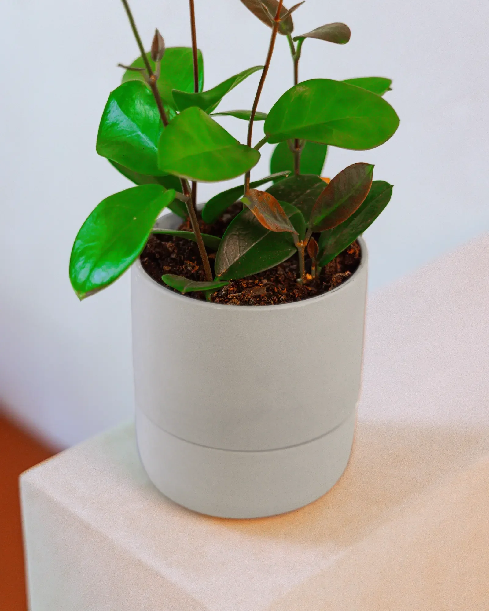 Ryan Self-Watering Plant Pots - Image 22