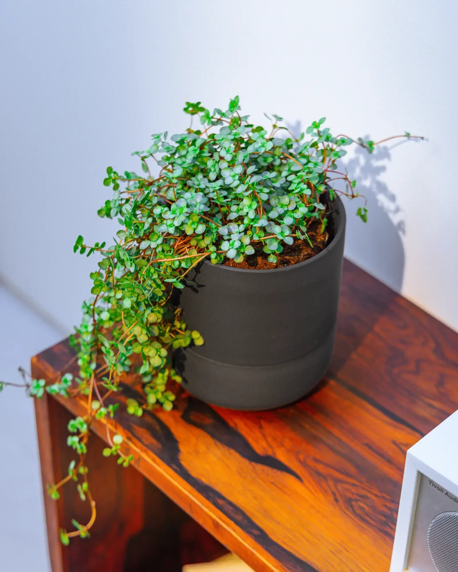 Ryan Self-Watering Plant Pots - Image 27