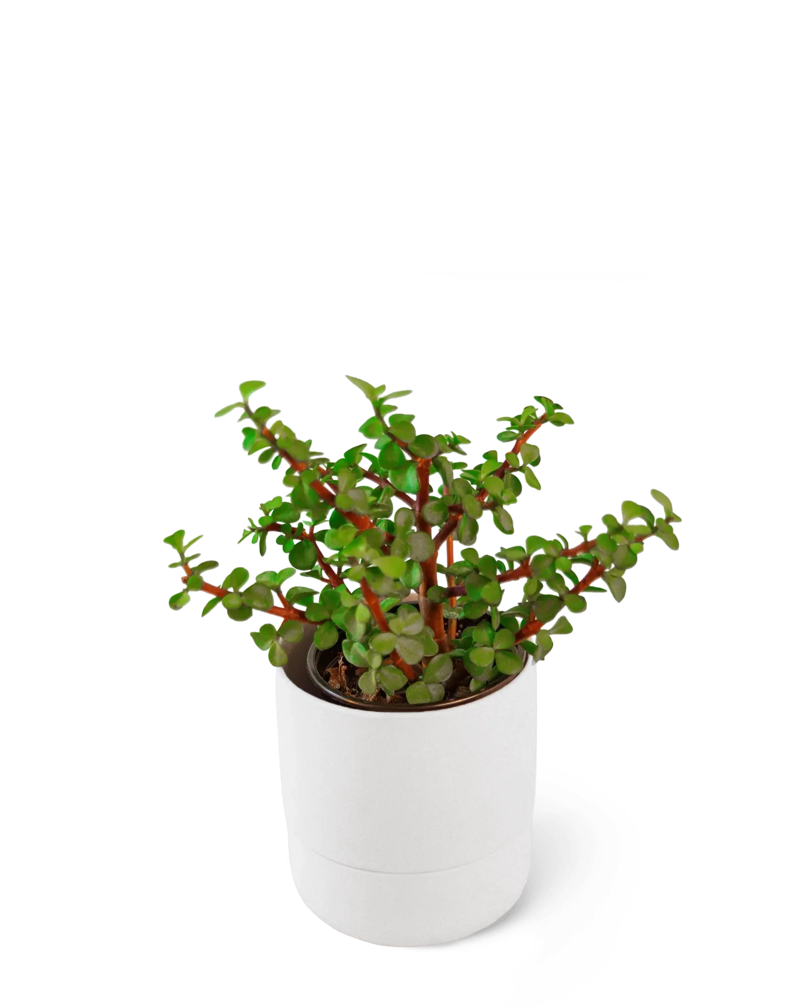 Ryan Self-Watering Plant Pots - Image 28