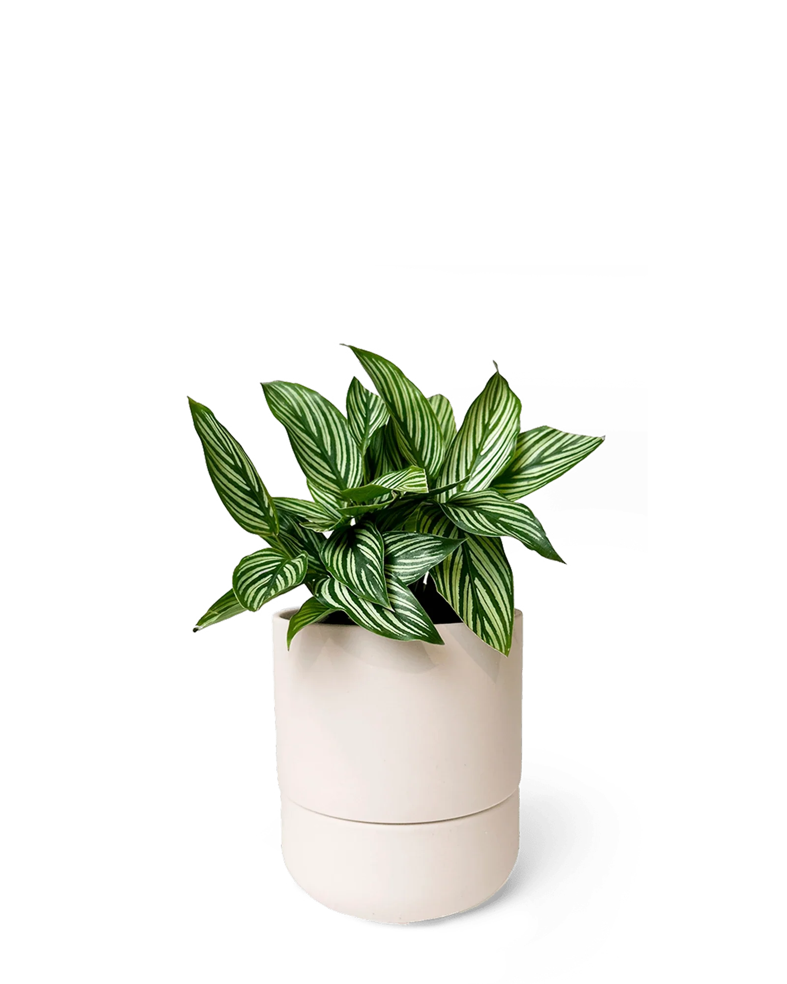 Ryan Self-Watering Plant Pots - Image 3