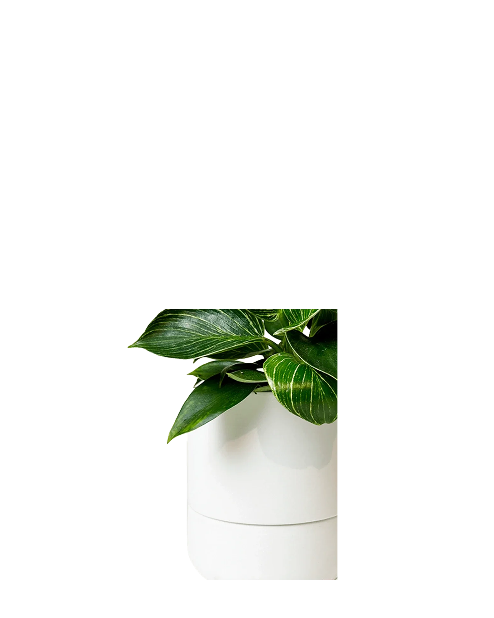Ryan Self-Watering Plant Pots - Image 31
