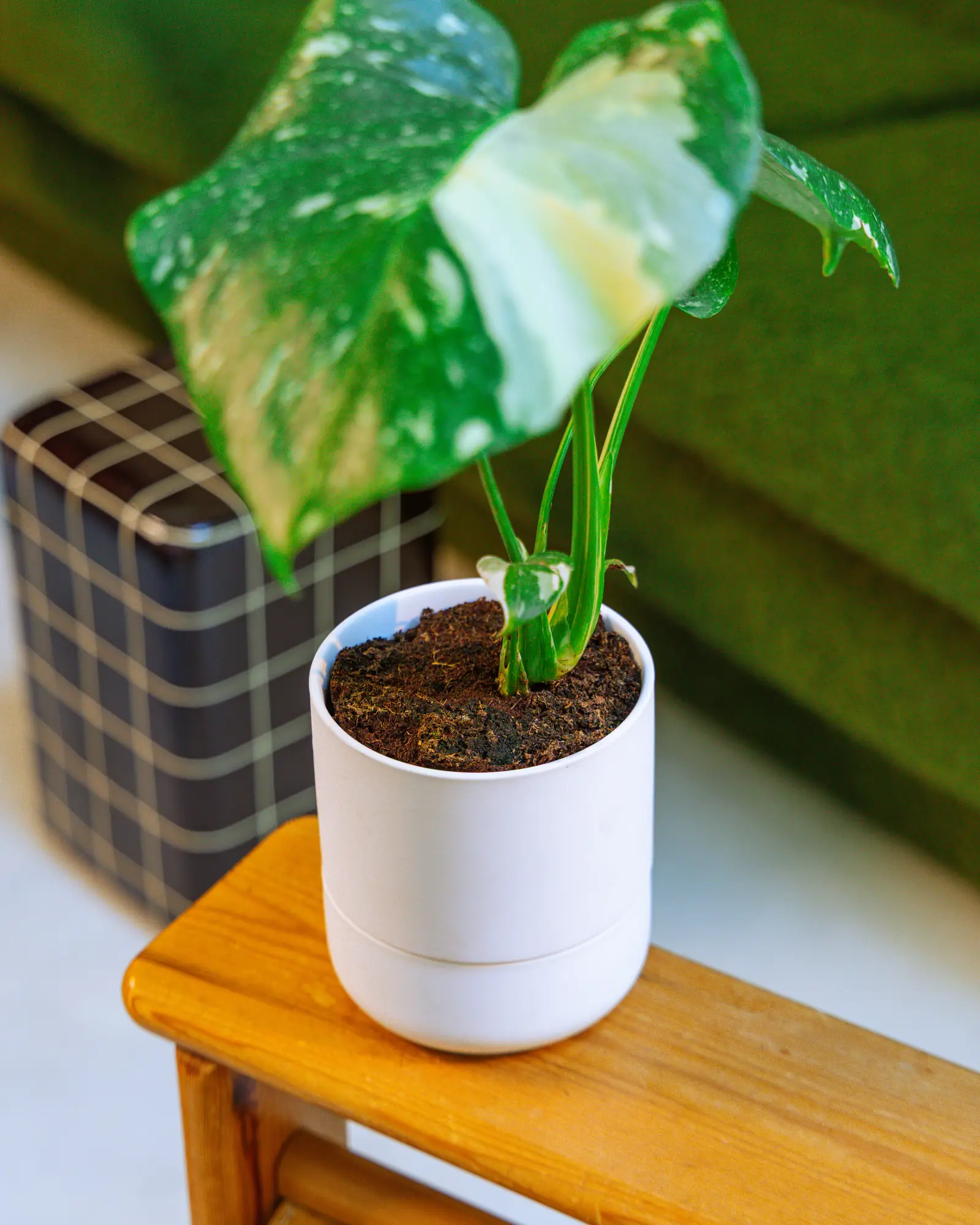 Ryan Self-Watering Plant Pots - Image 32