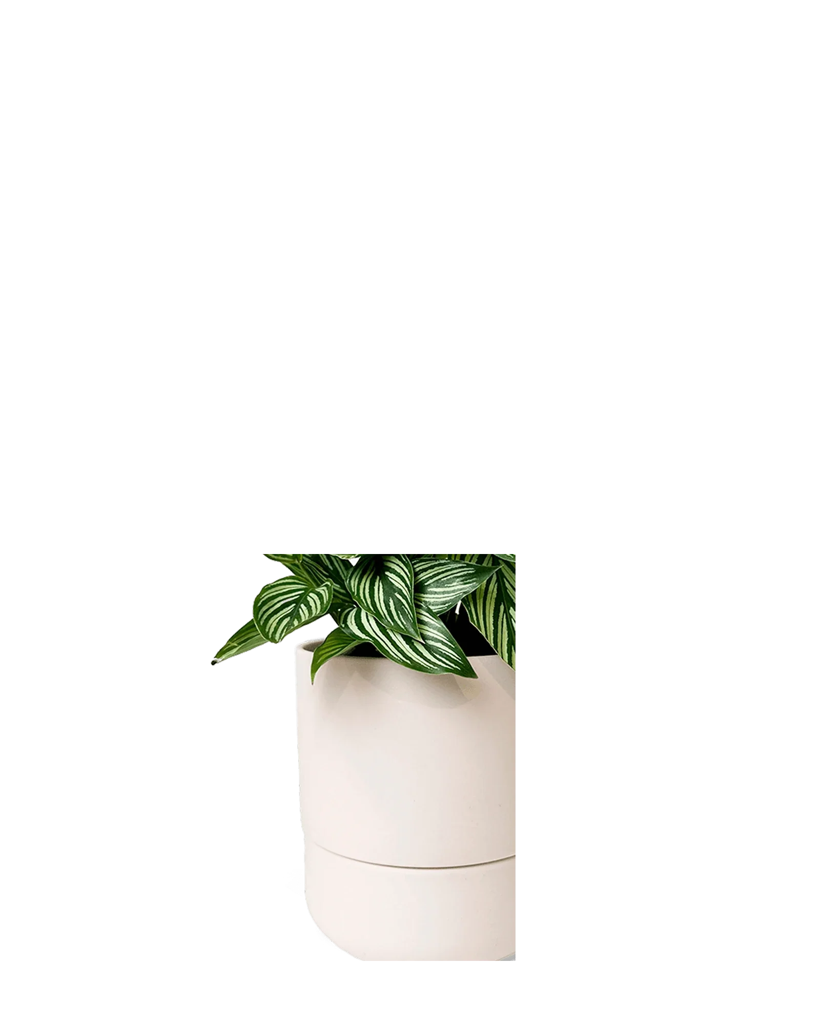 Ryan Self-Watering Plant Pots - Image 5