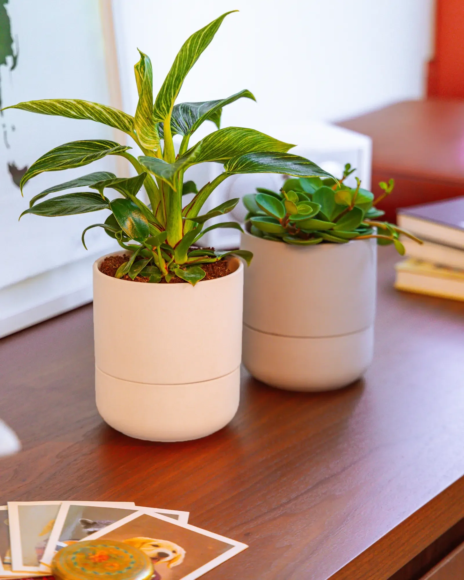 Ryan Self-Watering Plant Pots - Image 7