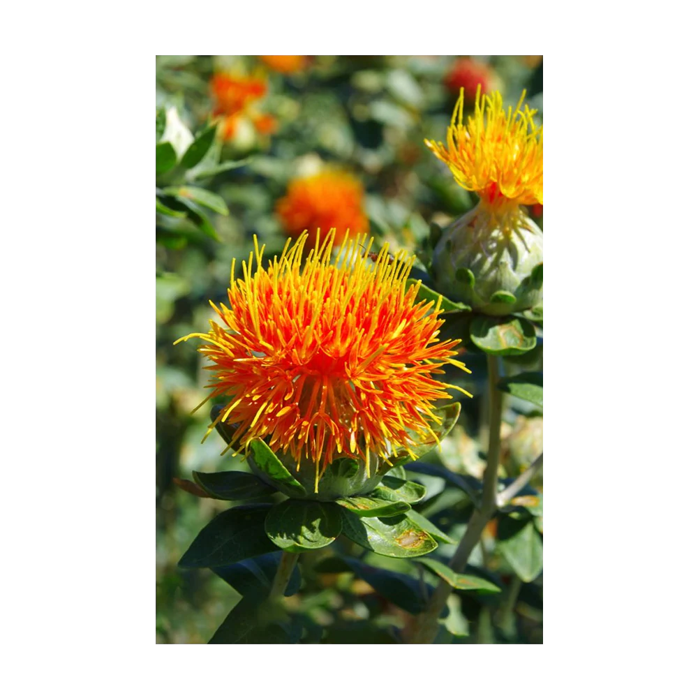 Safflower Flower Seeds Packet - Image 3