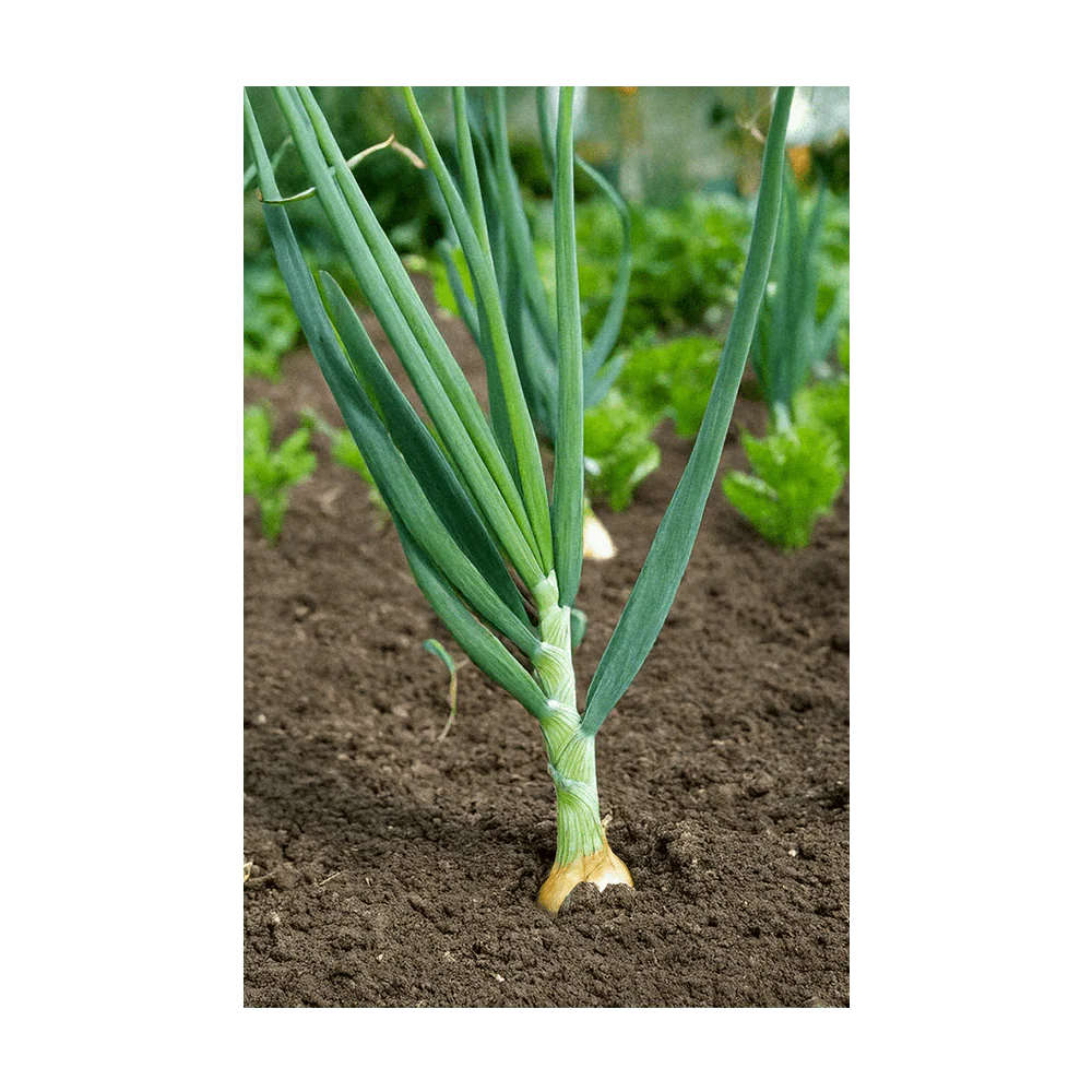 Scallions Vegetable Seeds Packet - Image 3
