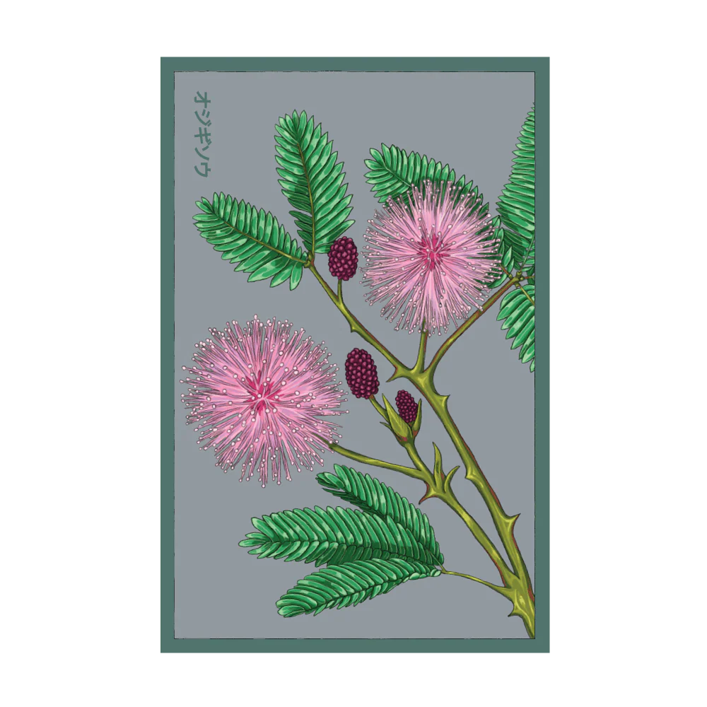 Sensitive Plant Indoor Houseplant Seeds Packet
