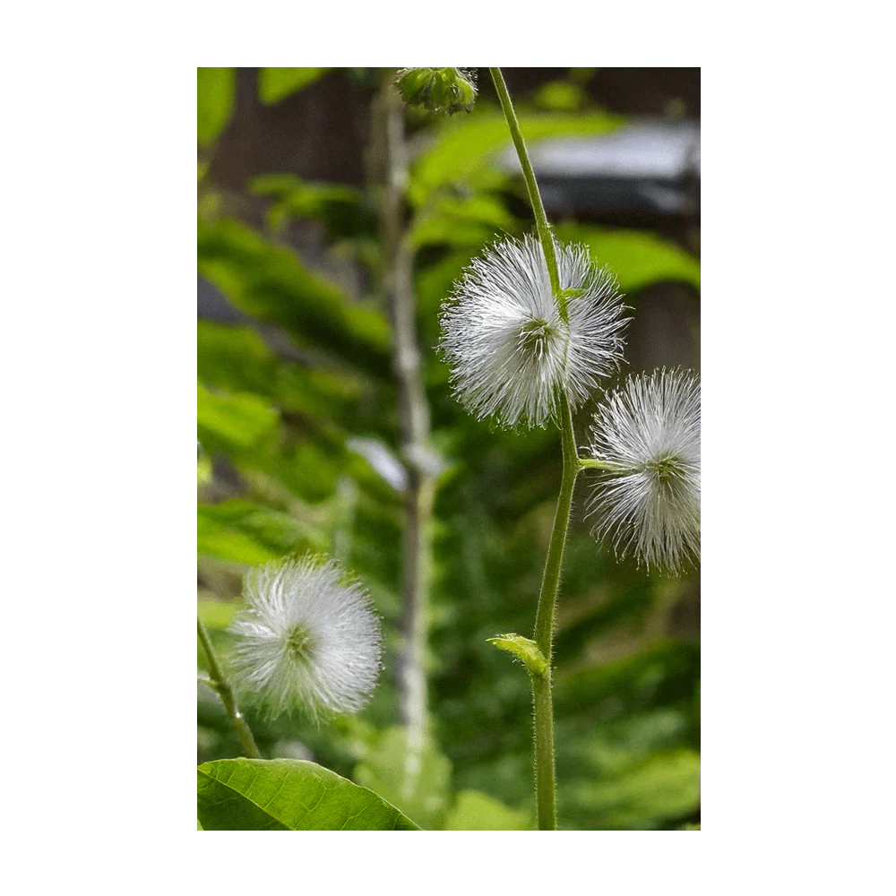 Sensitive Plant Indoor Houseplant Seeds Packet - Image 3