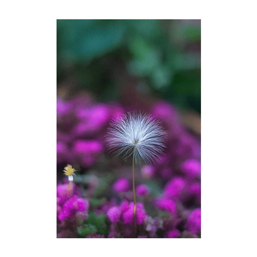 Sensitive Plant Indoor Houseplant Seeds Packet - Image 4