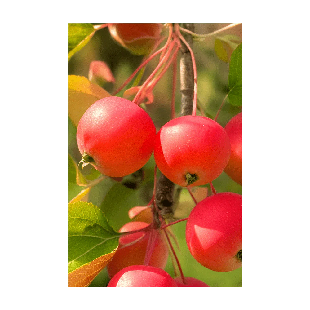 Siberian Crabapple Fruit Seeds Packet - Image 3