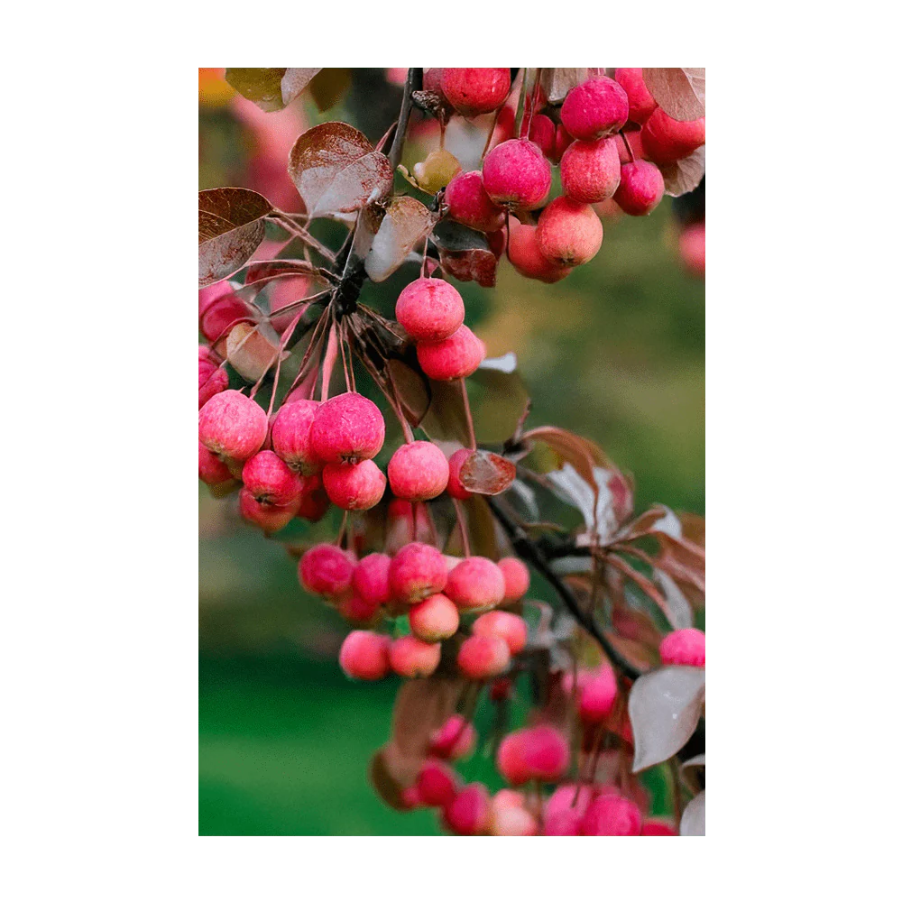 Siberian Crabapple Fruit Seeds Packet - Image 4