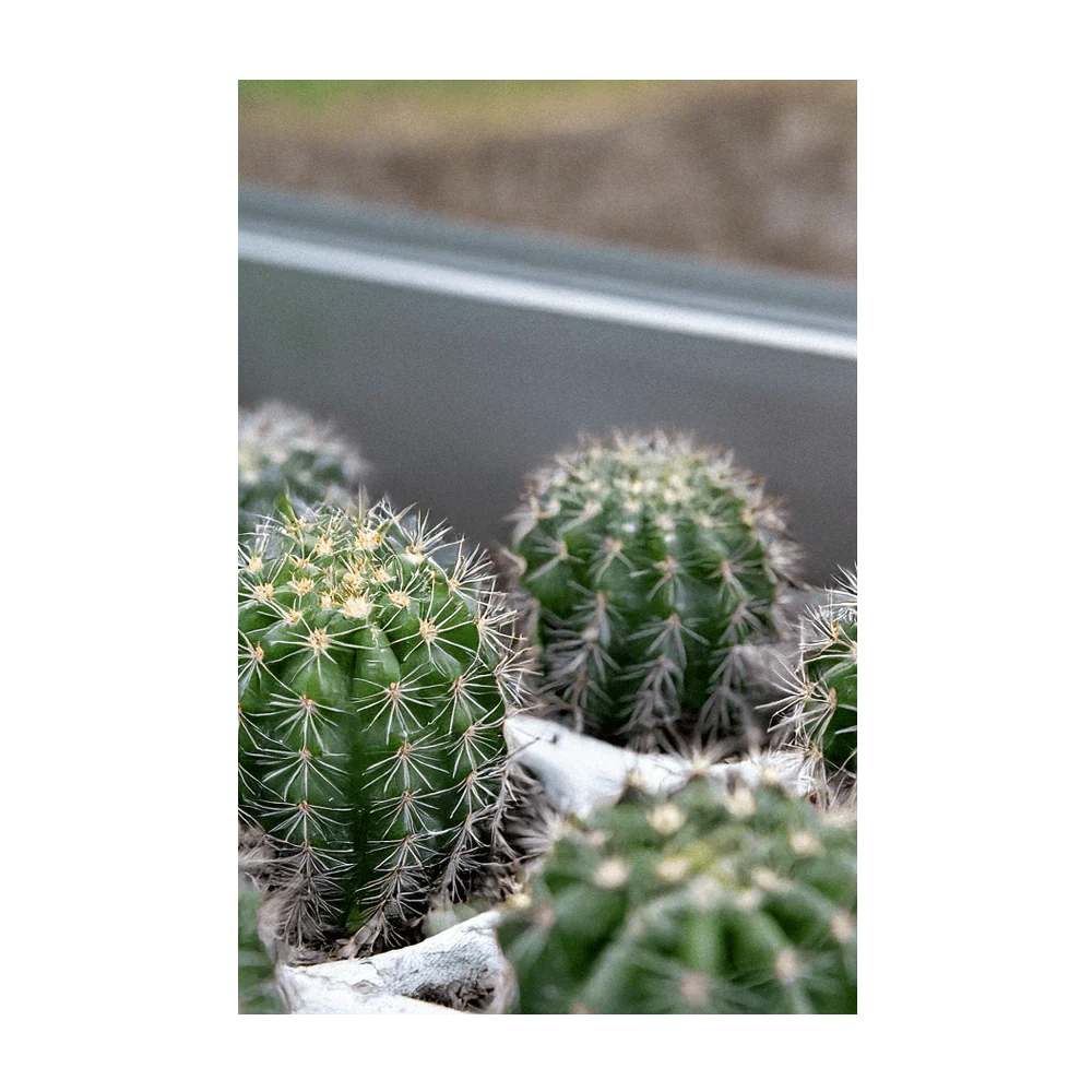 Small Mixed Cacti Indoor Houseplant Seeds Packet - Image 3