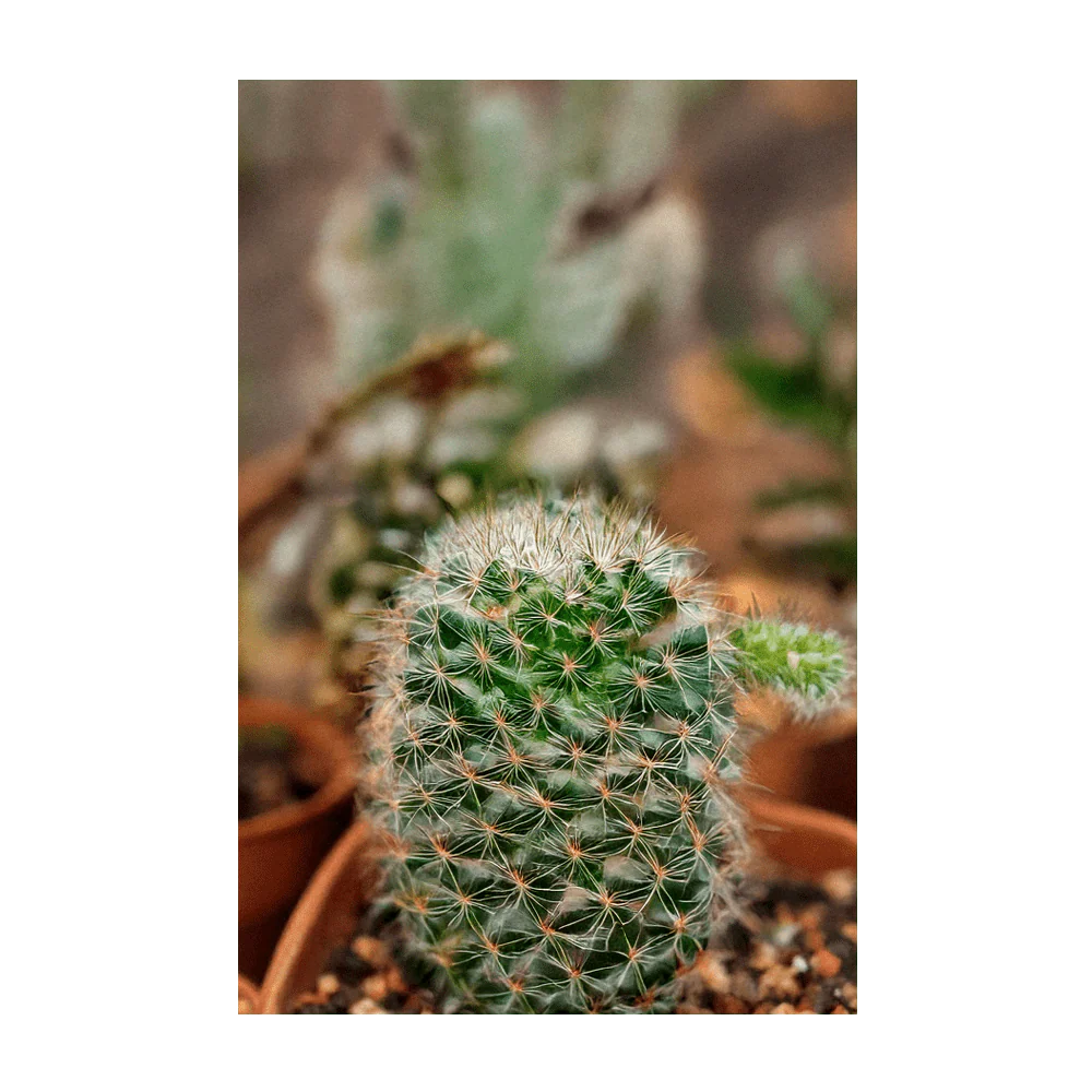 Small Mixed Cacti Indoor Houseplant Seeds Packet - Image 4