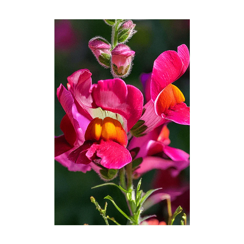 Snapdragon Flower Seeds Packet - Image 3