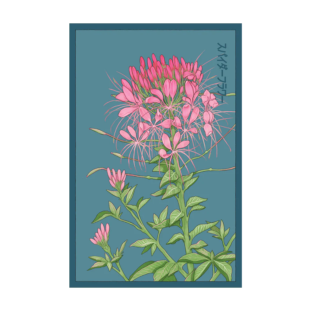 Spiderflower Flower Seeds Packet