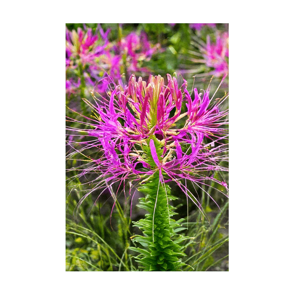 Spiderflower Flower Seeds Packet - Image 3