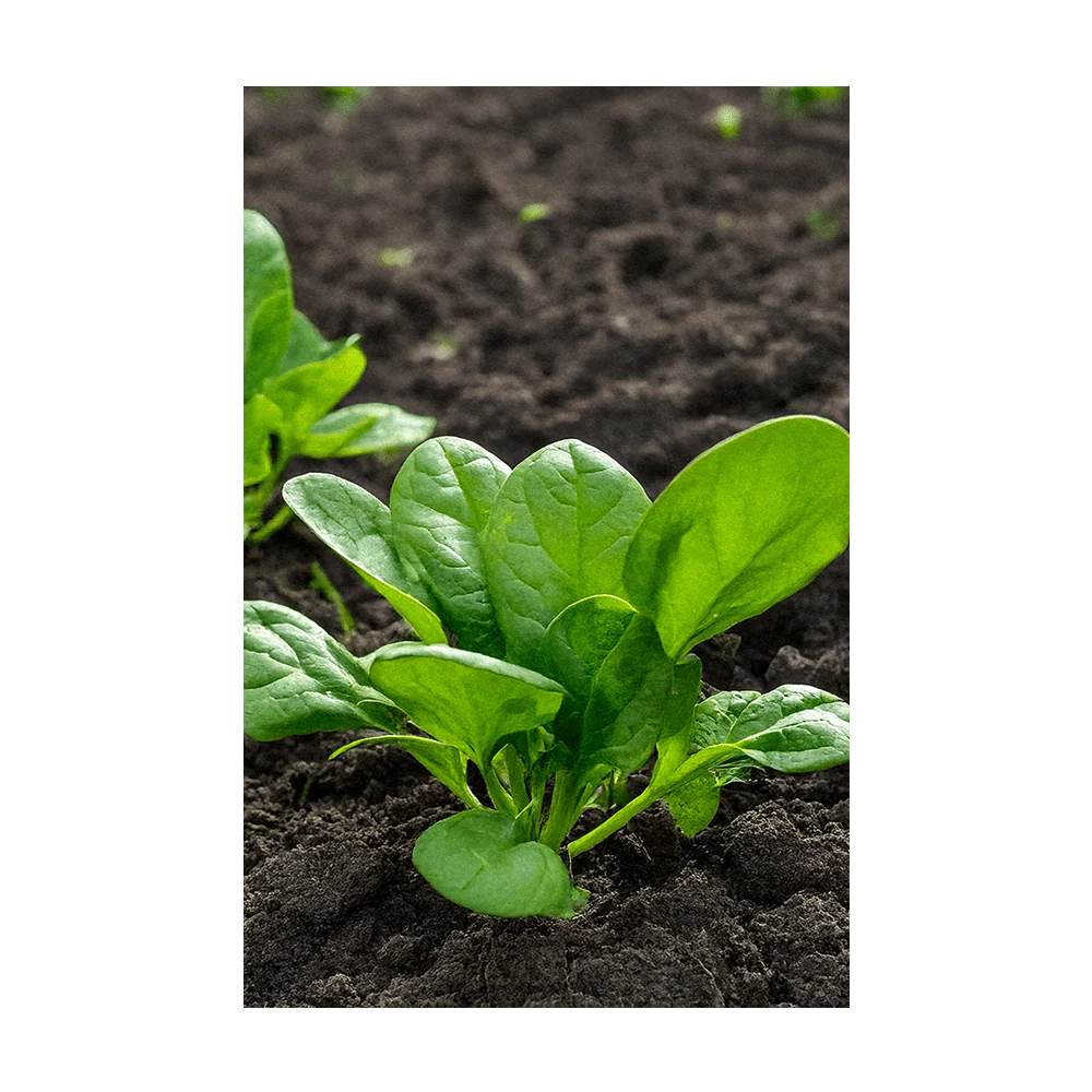 Spinach Vegetable Seeds Packet - Image 3