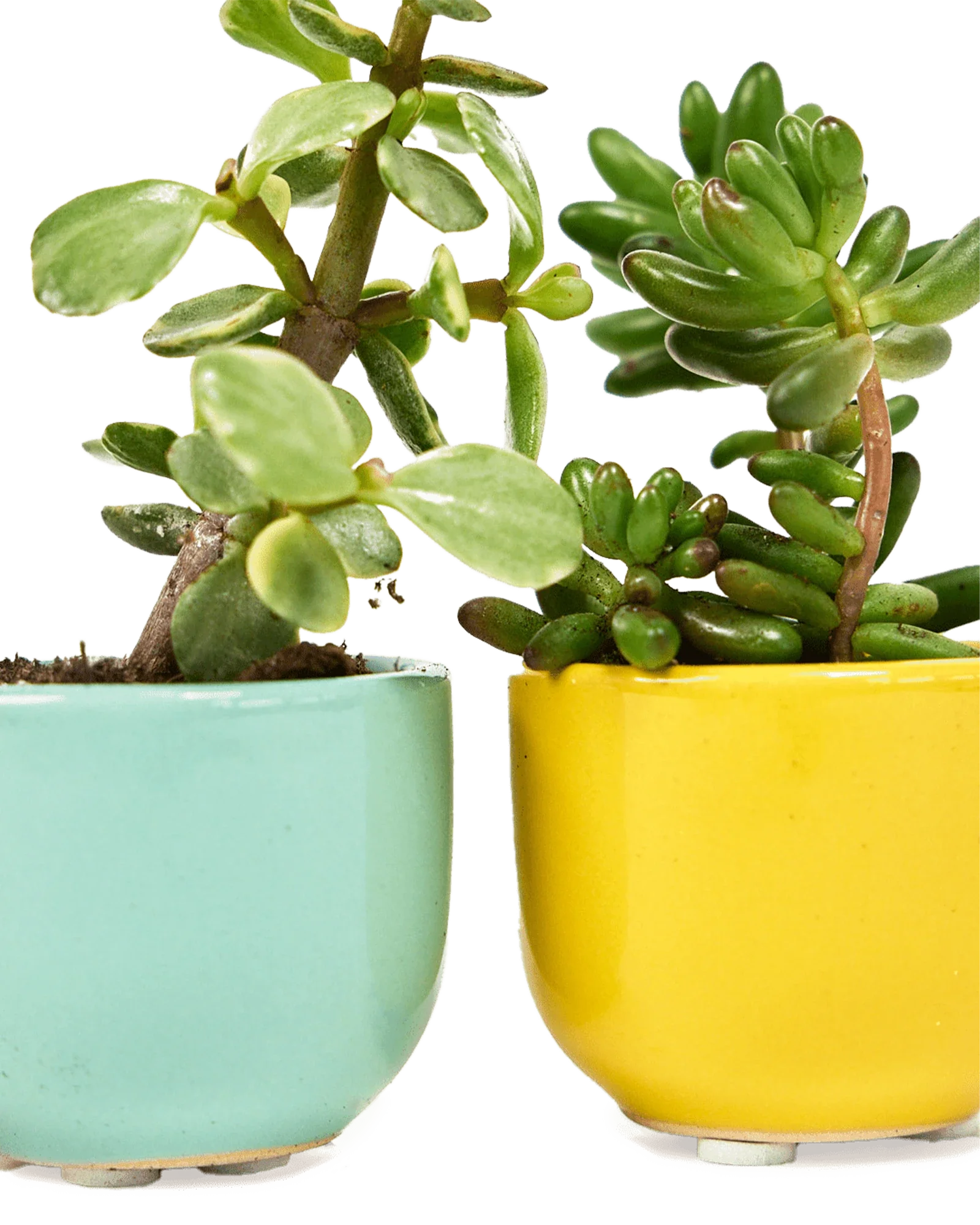 Succulent Cup Ceramic For Weddings - Image 10